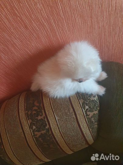 Собаки щенки шпиц