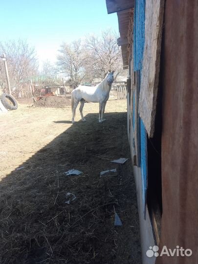 Орловский рысак