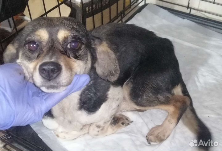 Собака-инвалид Буся