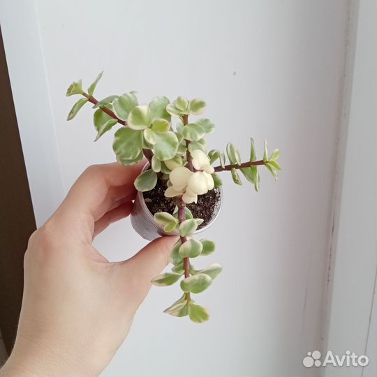 Портулакария Афра Вариегатная