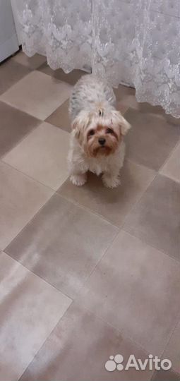 Йоркширский терьер