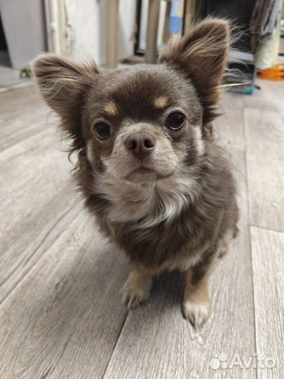 Вязка Чихуахуа