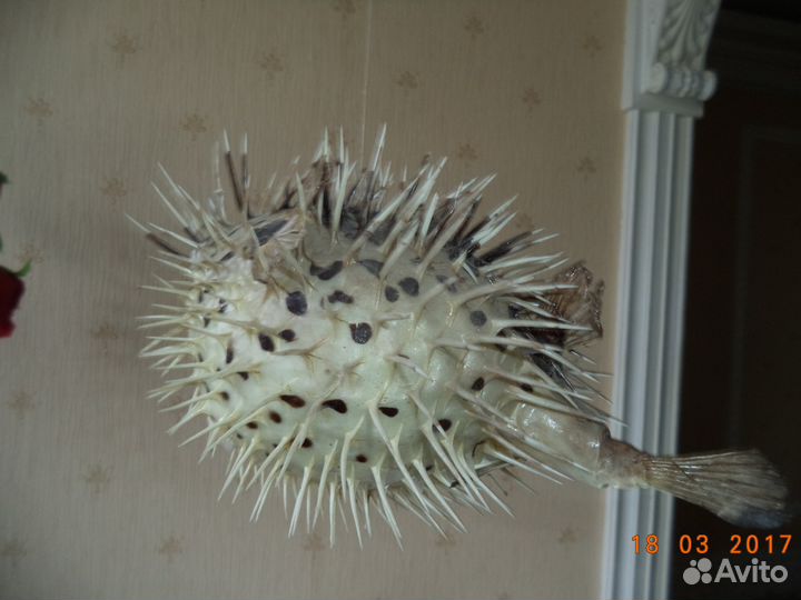 Чучело Рыба-еж