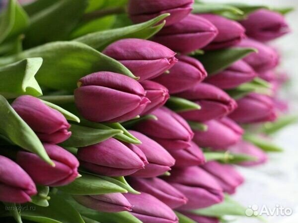 Тюльпаны к 8 марта оптом и в розницу экстра класса