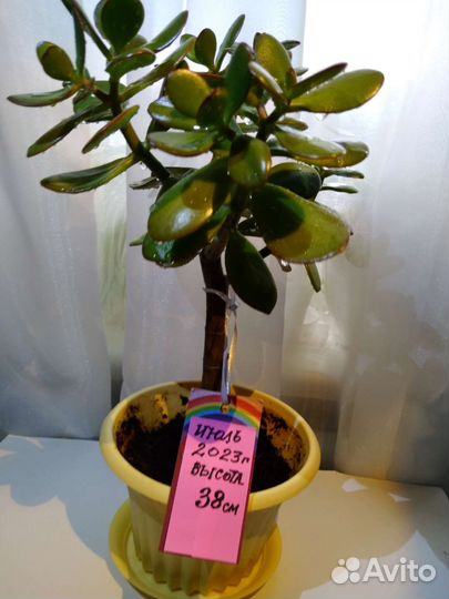 Толстянка/ Денежное дерево