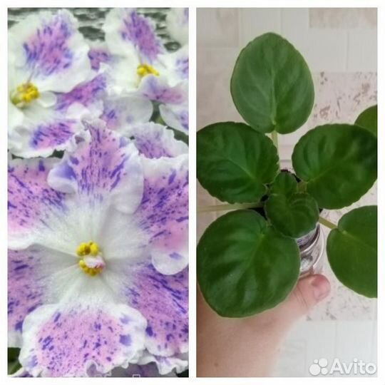 Фиалка. пт Юная Пастушка