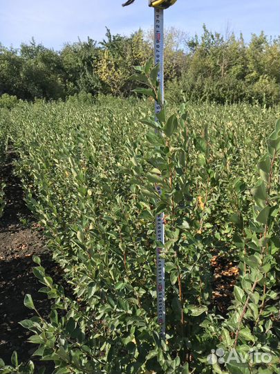 Саженцы плодовых деревьев (опт, розница)