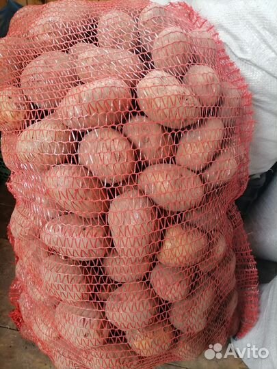 Продам картофель крупный домашний