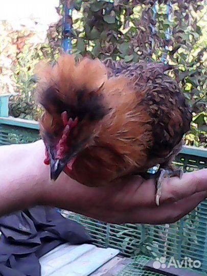 Декоративные курочки