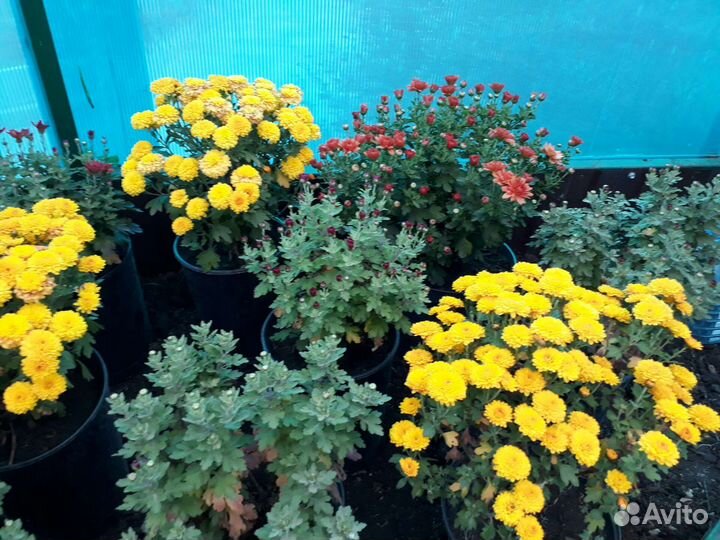 Хризантемы мультифлора