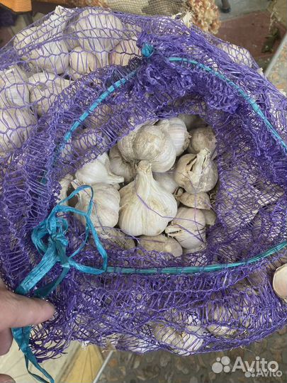 Чеснок любаша