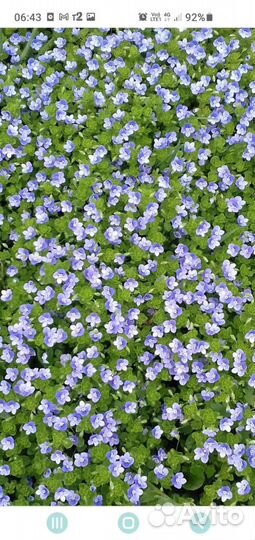 Почвопокровные растения