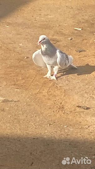 Голуби алла