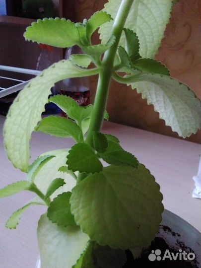 Мята домашняя