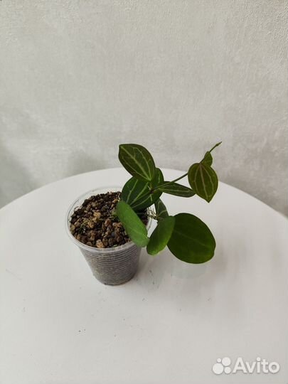 Дисхидия Ovata, Singularis