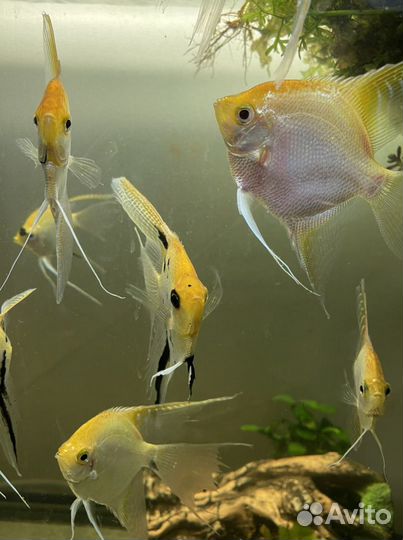 Аквариумные рыбки: Скалярии