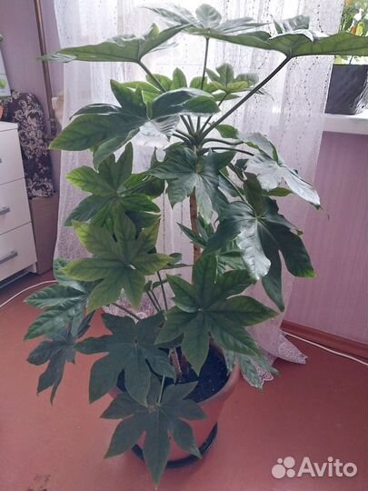 Фатсия японская