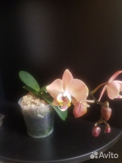 Орхидея Леко Фантастик(Азия)