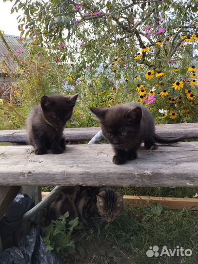 Домашние животные кошки