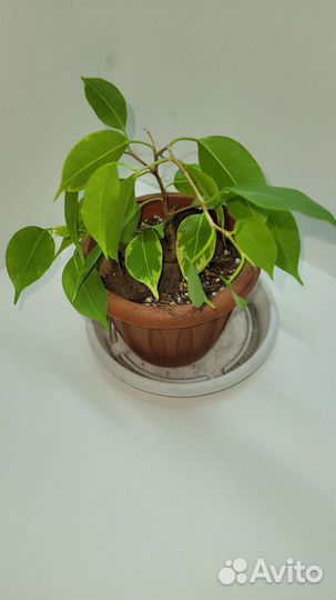 Фикус бенджамина