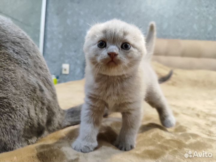 Британские котята