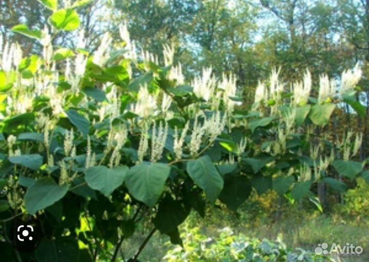 Горец сахалинский