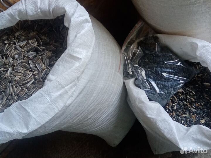 Семечки подсолнечника Семена подсолнечника на Корм