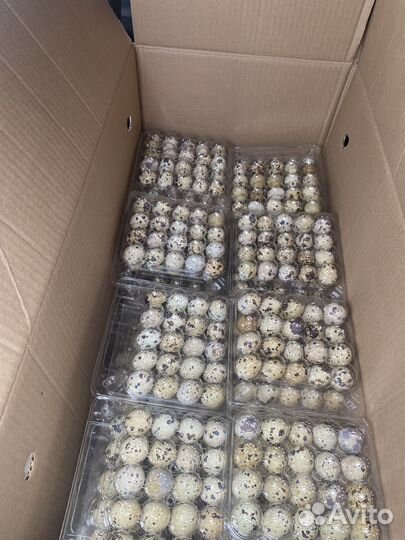 Перепелки тушки