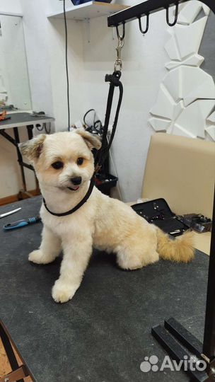 Груминг Стрижка Экспресс-линька Тримминг собак