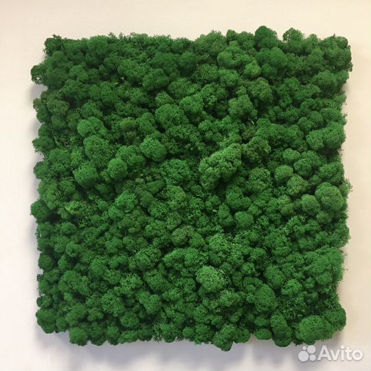 Плитка из стабилизированного мха