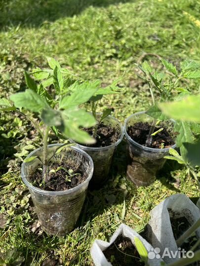 Рассада помидор подходят для открытого грунта