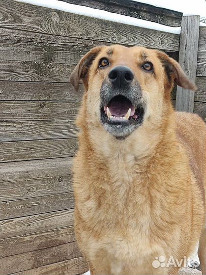 Собака Тяпа ищет дом