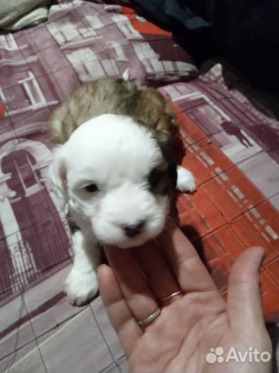 Маленькая собака