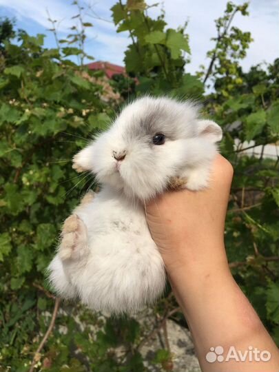 Декоративные кролики