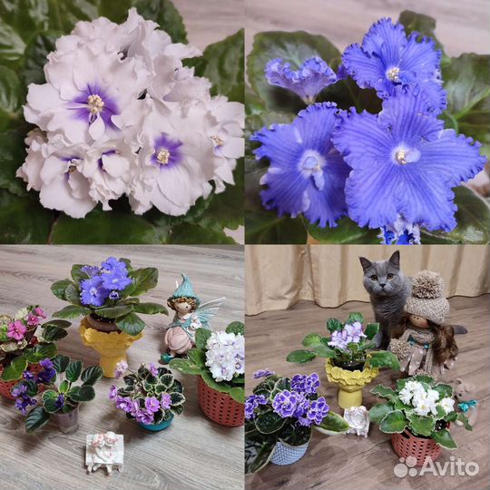 Листики сортовых фиалок