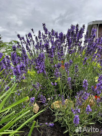 Лаванда срез