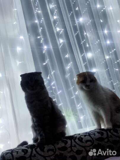 Вислоушки коты