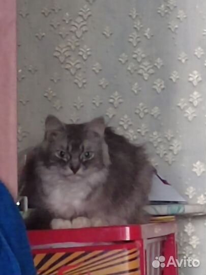 Кошку в добрые руки