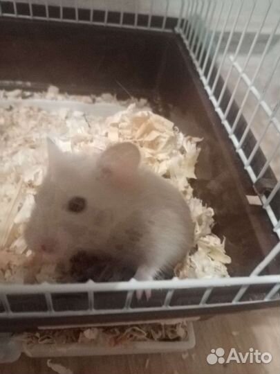 Сирийский хомяк девочка