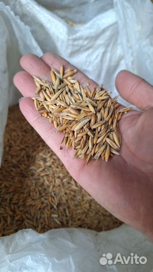 Овес, пшеница, ячмень