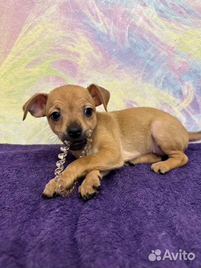 Той-терьер щенки