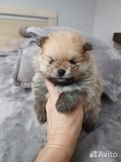 Померанский шпиц