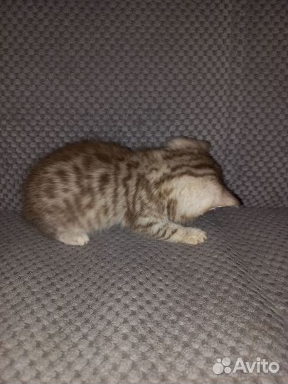 Британские вислоухие котята
