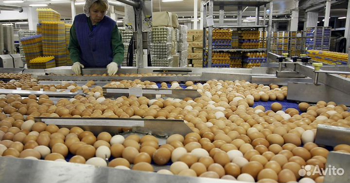 Работа на птицефабрике Пермь