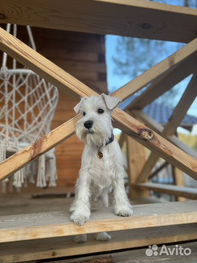 Белый цвергшнауцер