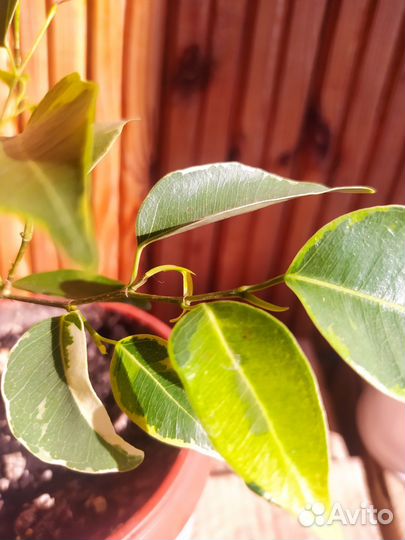 Распродаю разные цветы как на фото