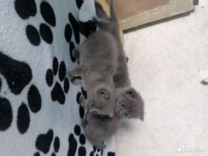 Британская кошка