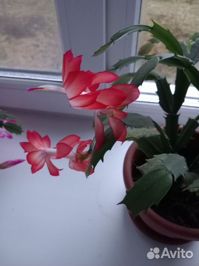 Декабристы