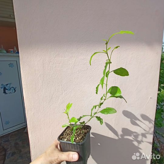 Свинчатка голубая или Плюмбаго. Редкие растения