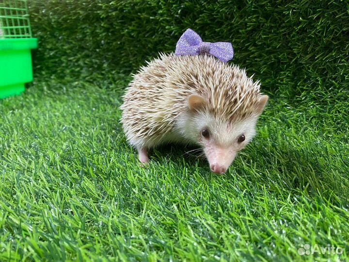 Африканский карликовый ёжик